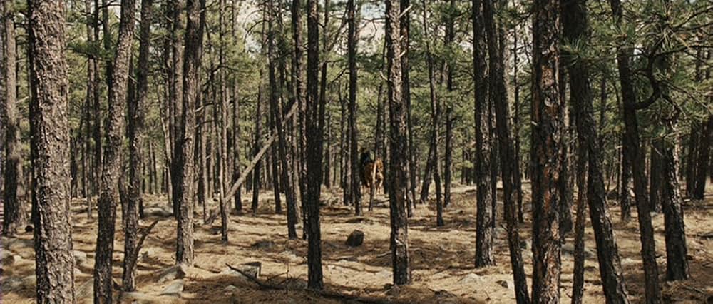 「トゥルー・グリット」の画像