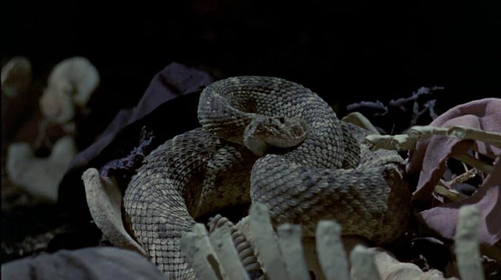 「勇気ある追跡」の画像