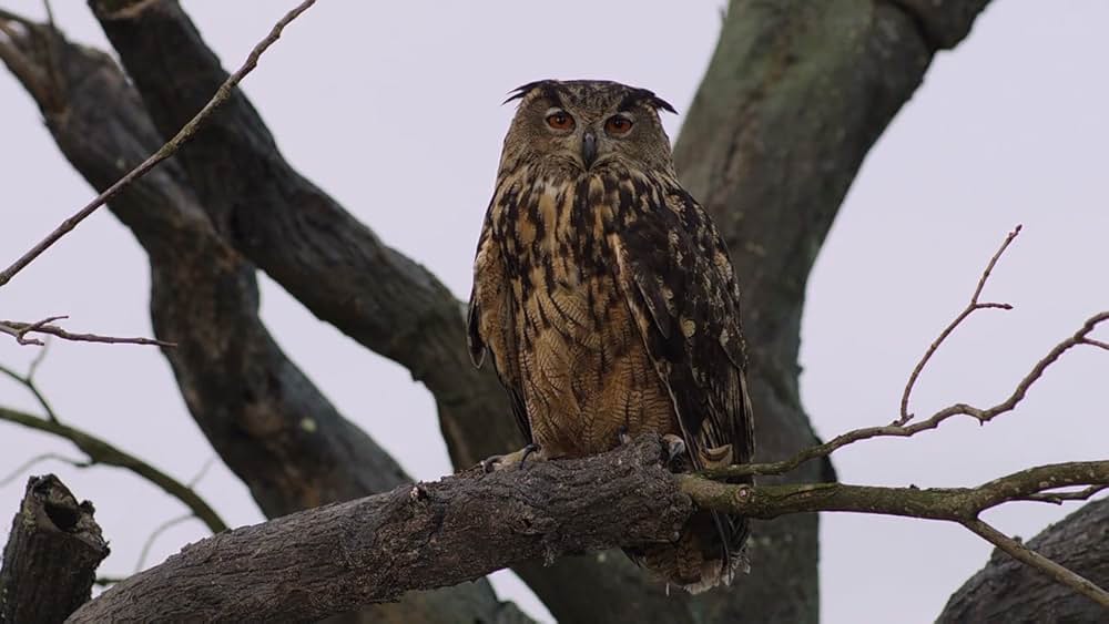 ゴースト・バディーズ／小さな５匹の大冒険の画像