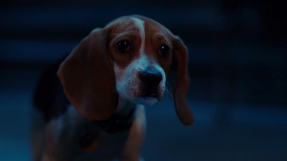 ゴースト・バディーズ／小さな５匹の大冒険の画像