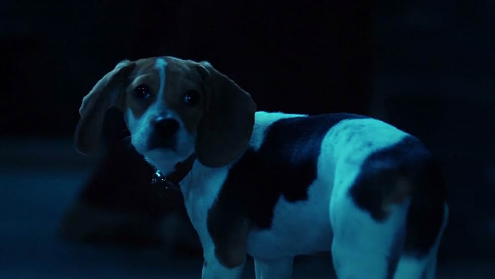 ゴースト・バディーズ／小さな５匹の大冒険の画像