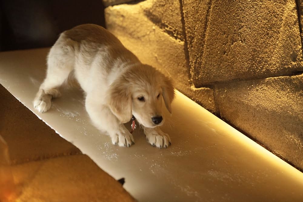 トレジャー・バディーズ／小さな５匹の大冒険の画像