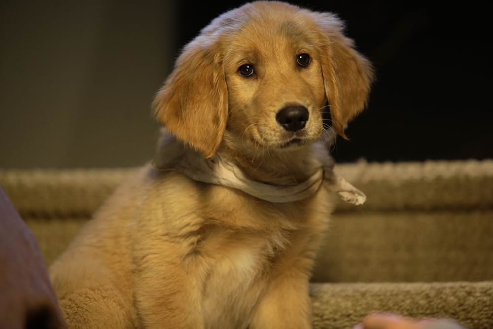 トレジャー・バディーズ／小さな５匹の大冒険の画像