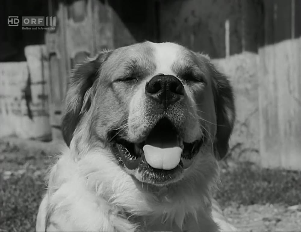 双児のロッテの画像