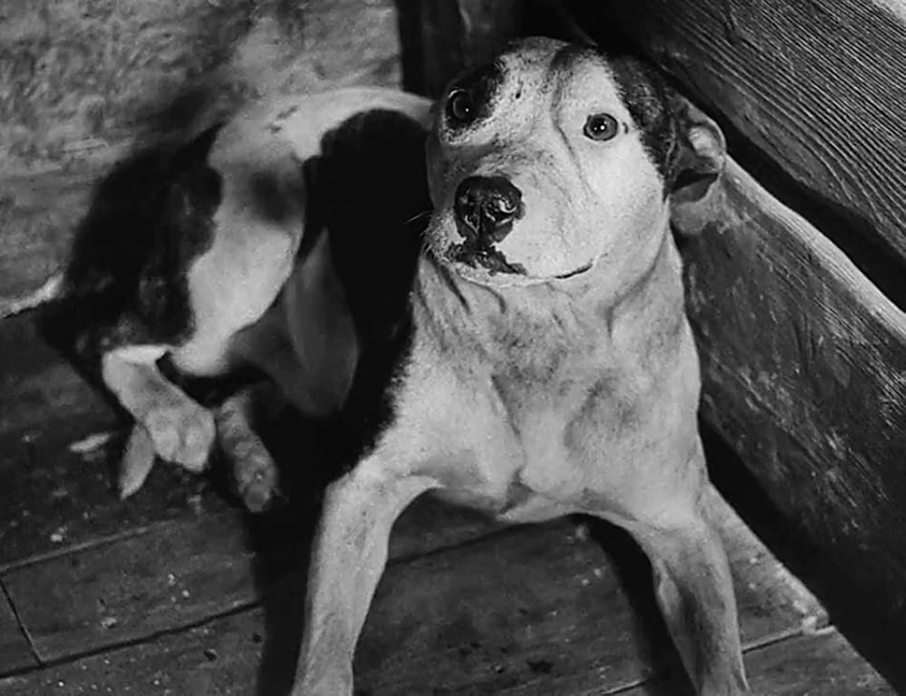 オリヴァ・ツイストの画像