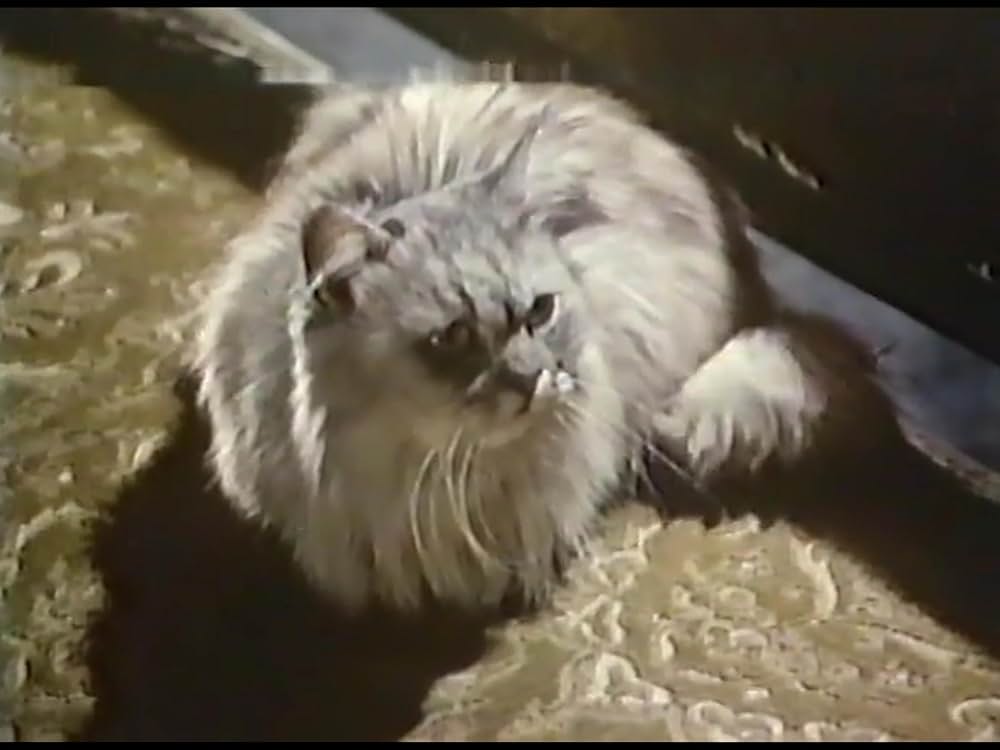 猫と血のレクイエムの画像