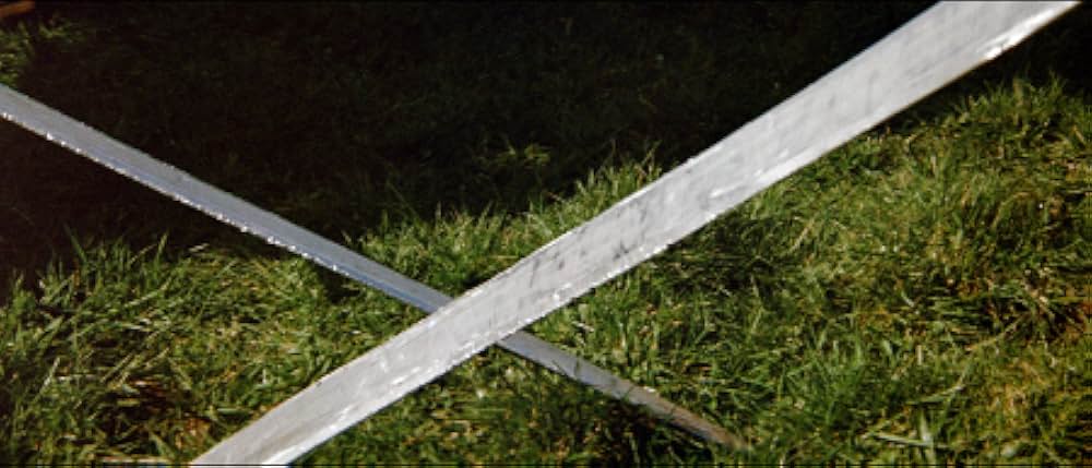 冬のライオンの画像