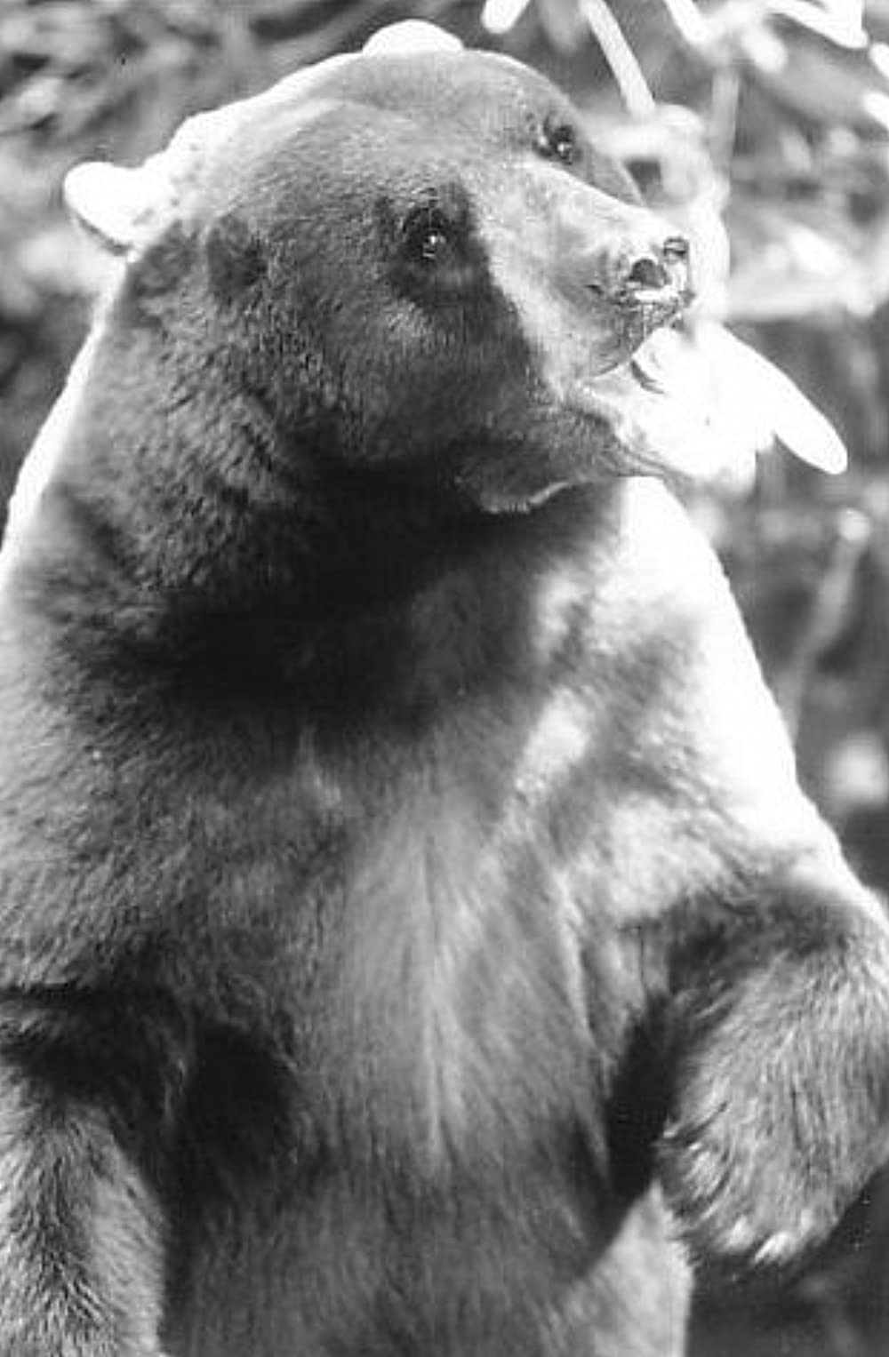 「ジャングル・ブック」の画像