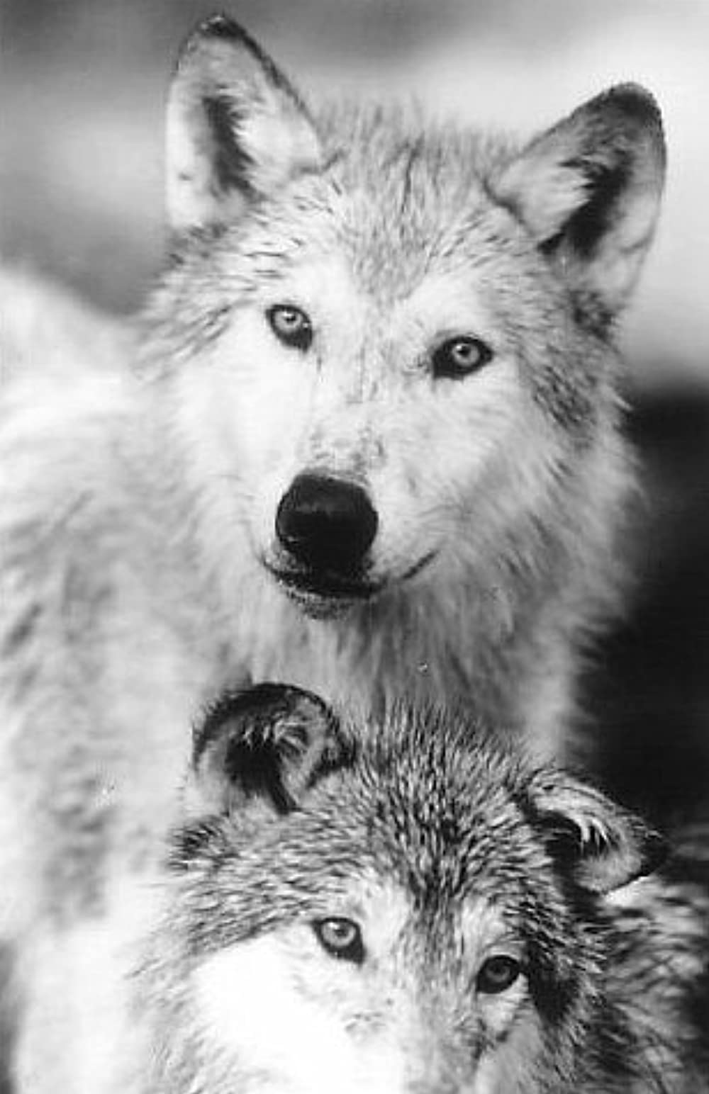 「ジャングル・ブック」の画像