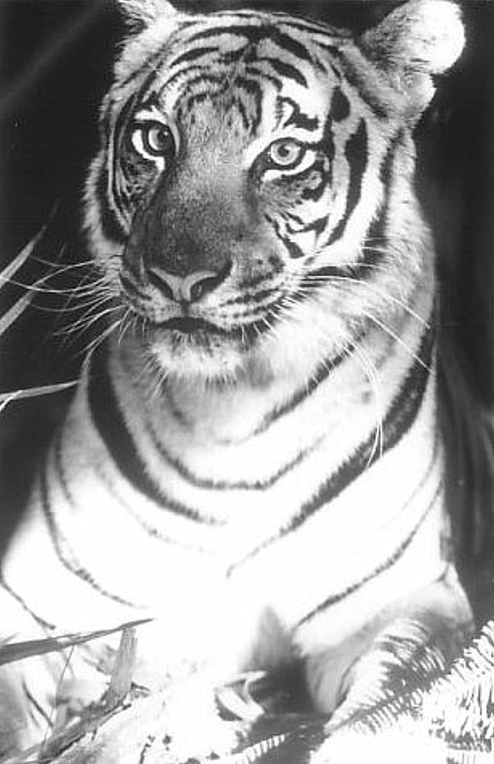「ジャングル・ブック」の画像