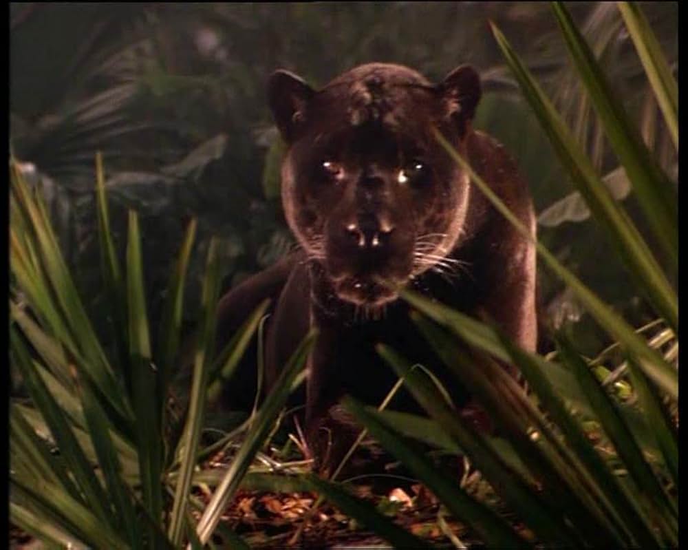 「ジャングル・ブック」の画像