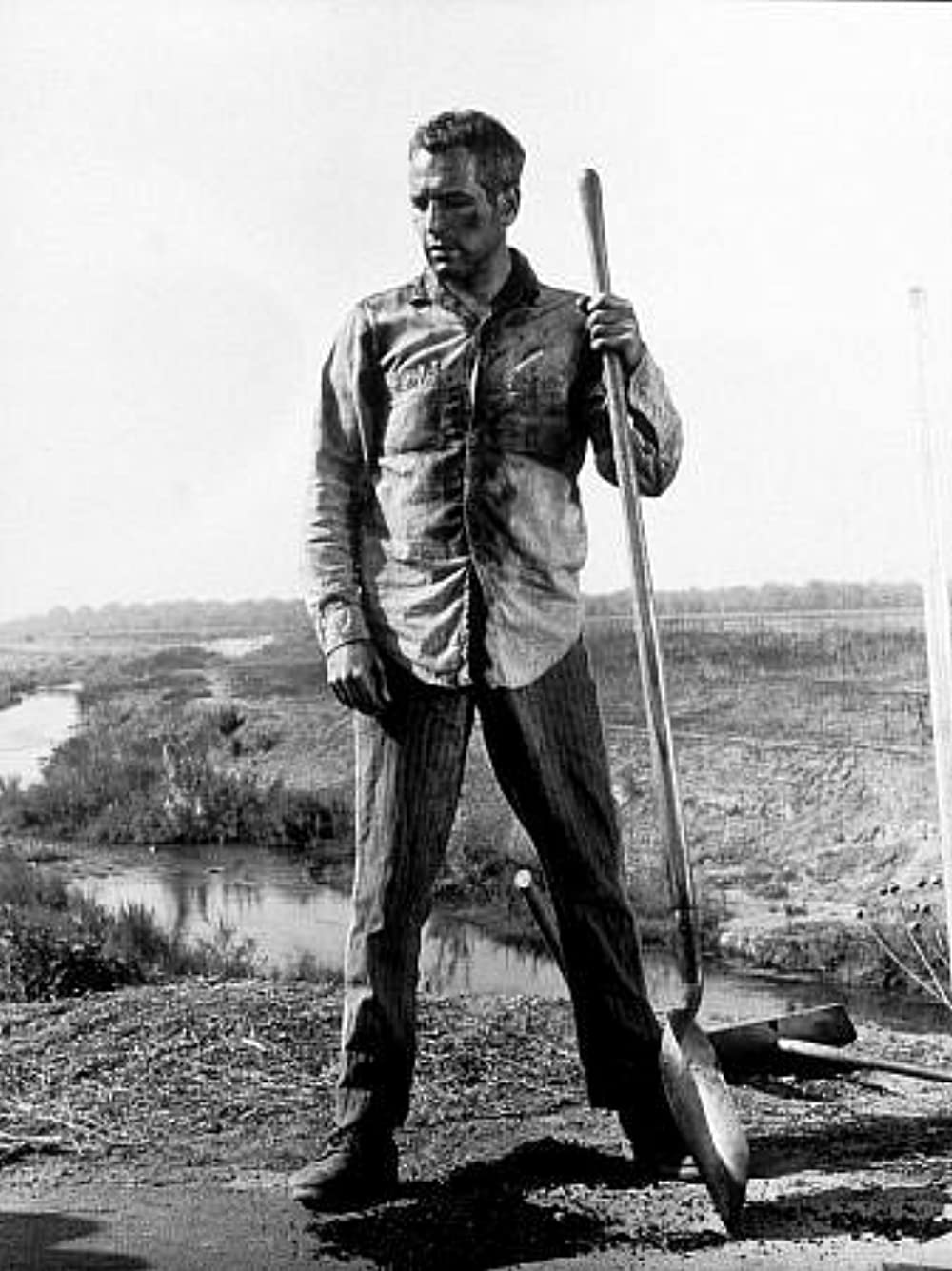 「暴力脱獄」ポール・ニューマンの画像