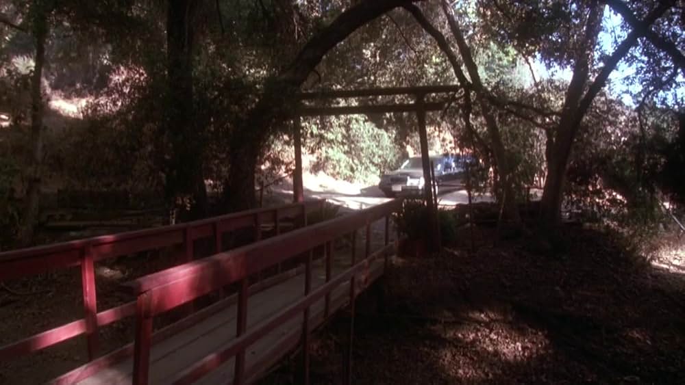 クロオビキッズの画像