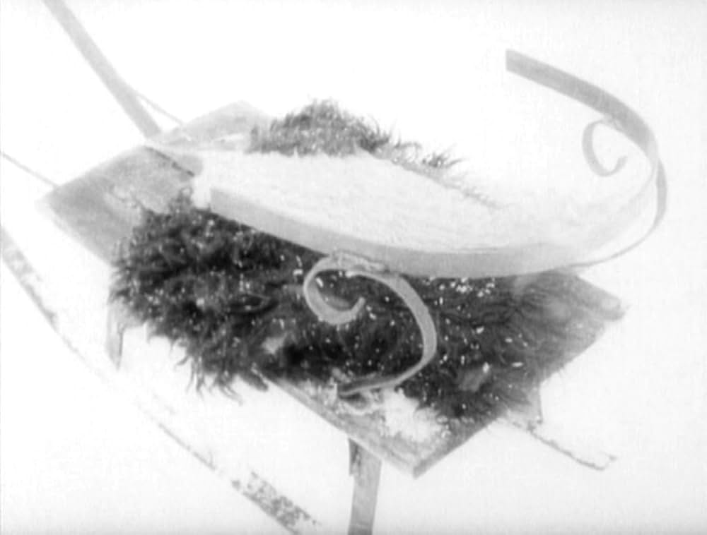 哺乳動物たちの画像