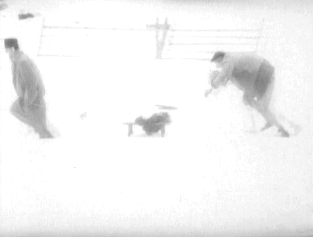 哺乳動物たちの画像