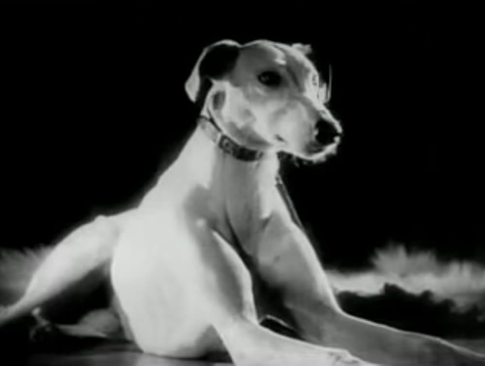 センチメンタル・ロマンスの写真