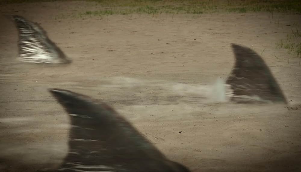 温泉シャークの画像