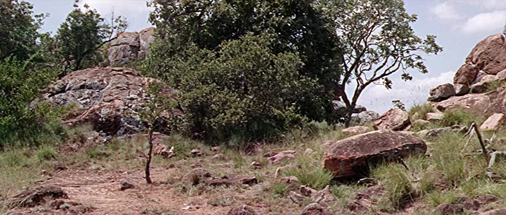 野生のエルザの画像