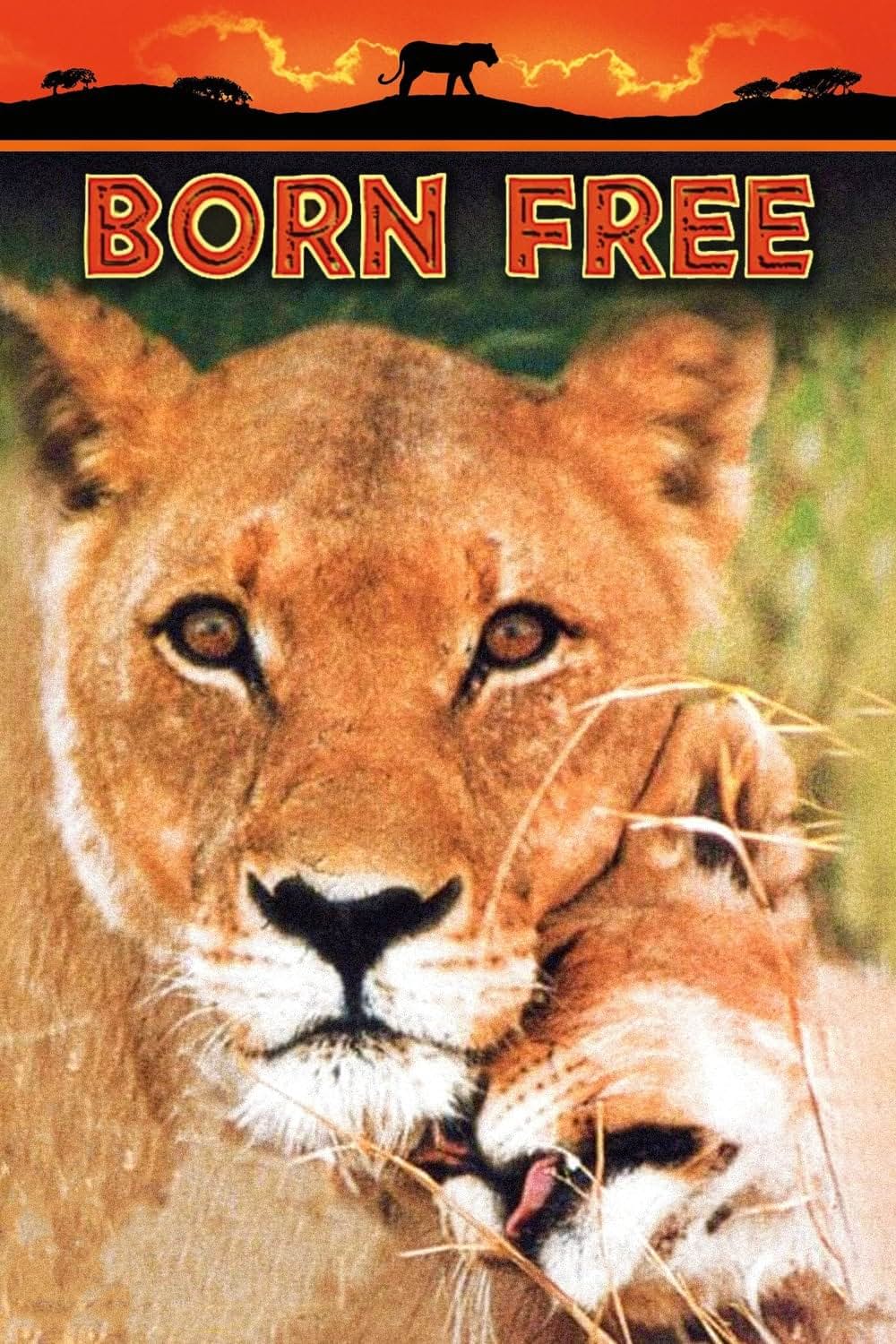 野生のエルザの画像