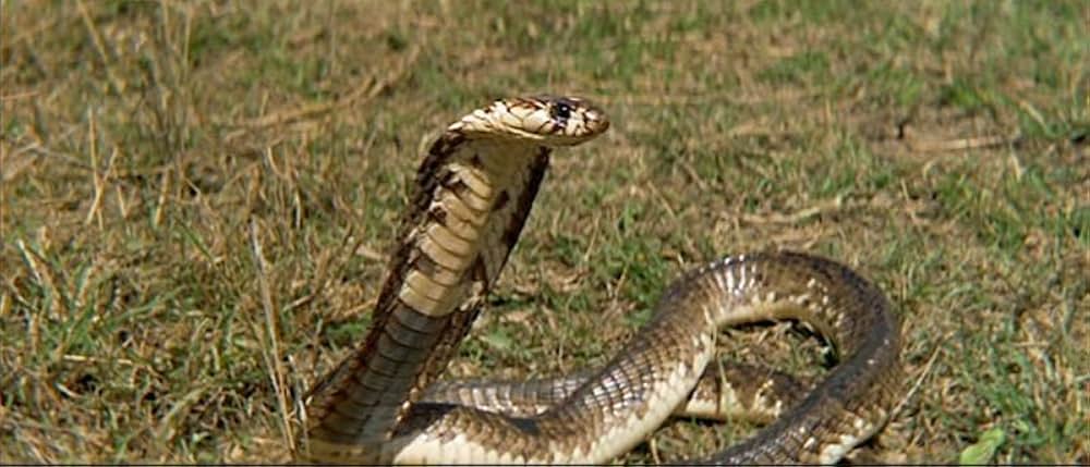 野生のエルザの画像