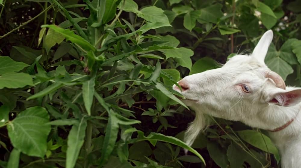 クズ・ゾンビの画像