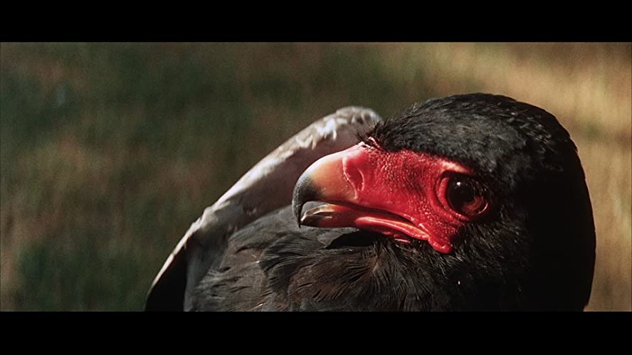 裸のジャングルの画像