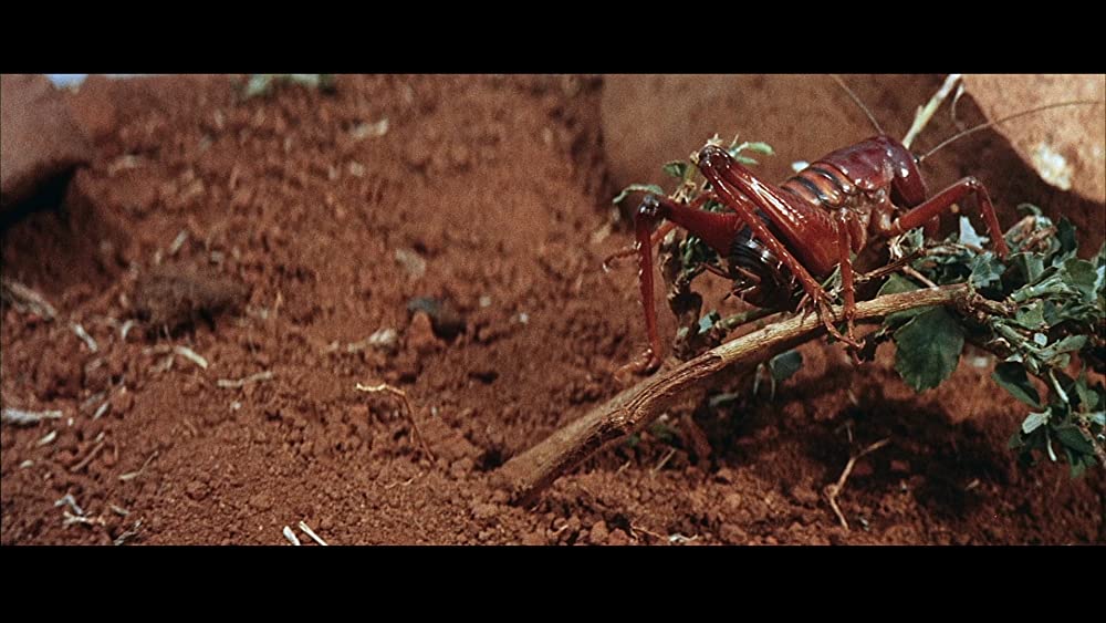 裸のジャングルの画像