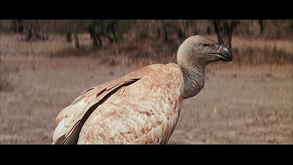 裸のジャングルの画像