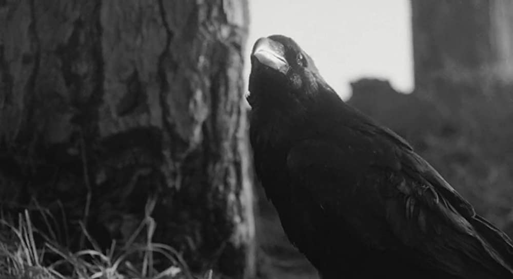 大きな鳥と小さな鳥の画像