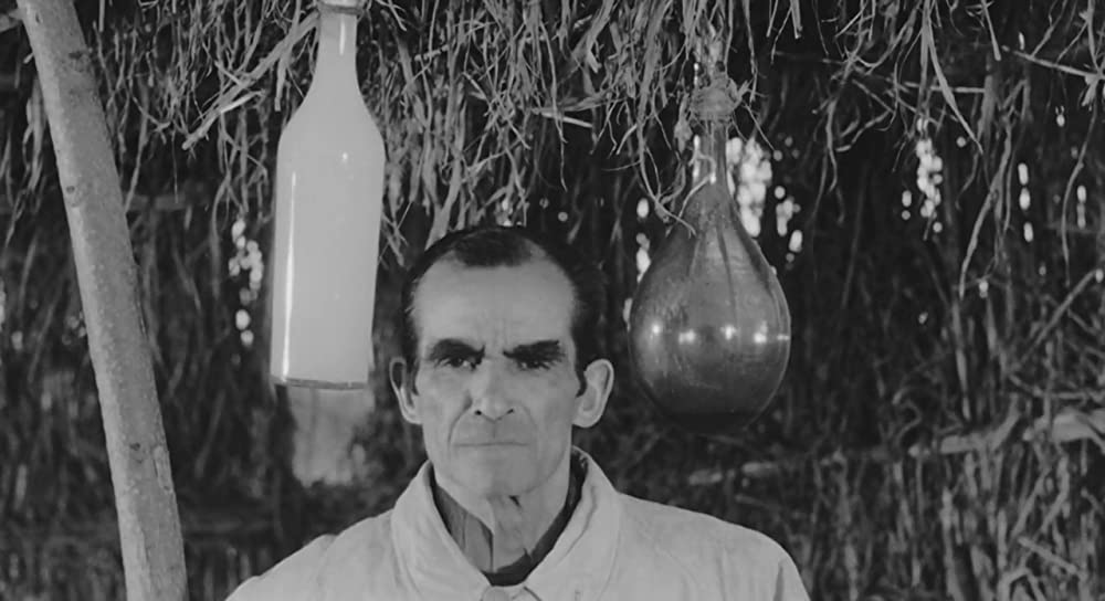 大きな鳥と小さな鳥の画像