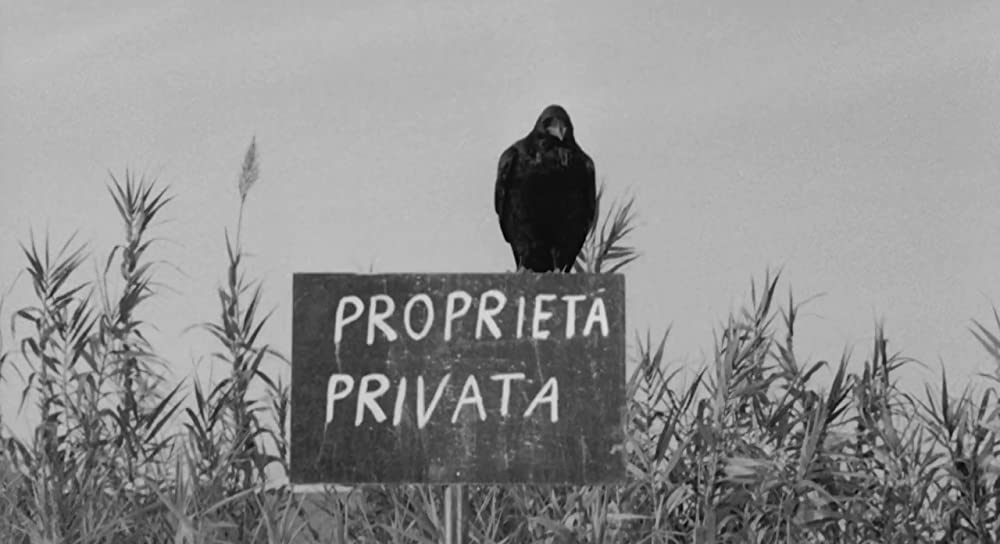 大きな鳥と小さな鳥の画像