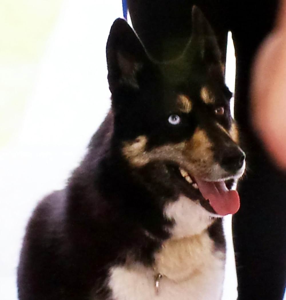 マーダー・ガール 少女の裏の顔の画像