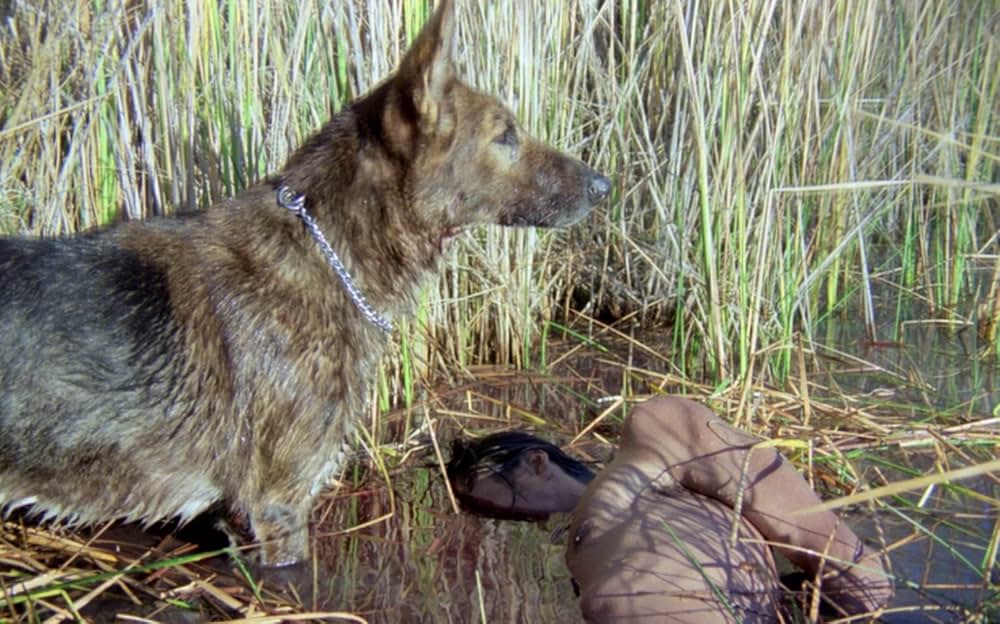 ドッグチェイスの画像