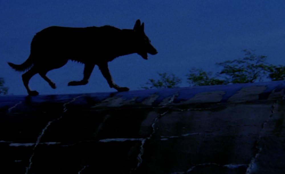 ドッグチェイスの画像