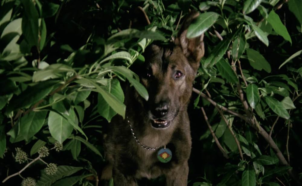 ドッグチェイスの画像