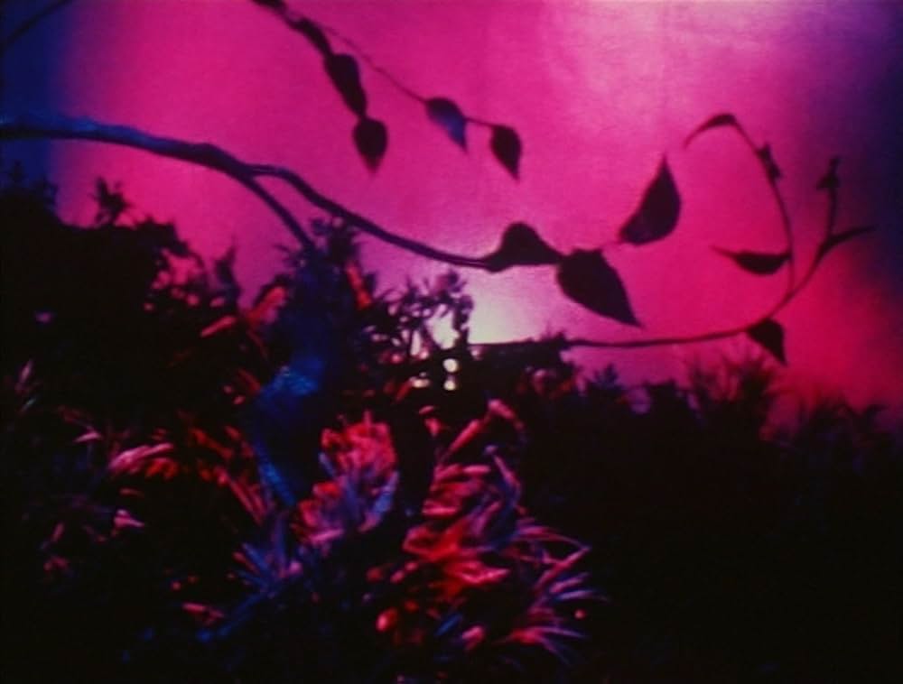 ピンクナルシスの画像