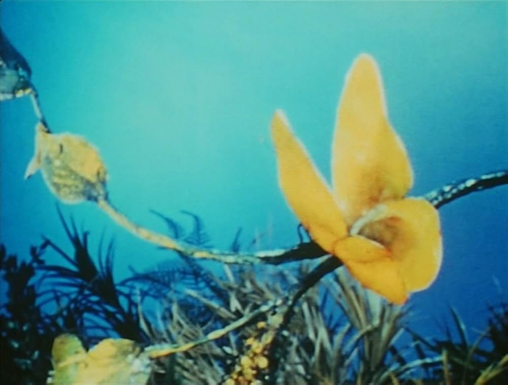 ピンクナルシスの画像