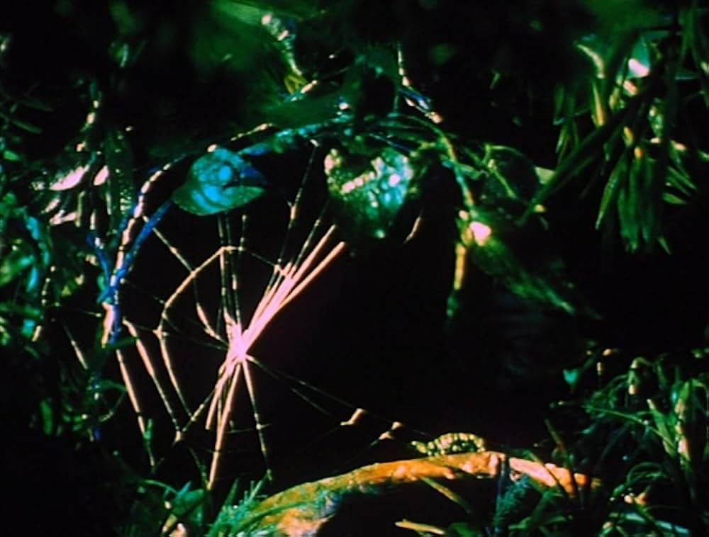 ピンクナルシスの画像