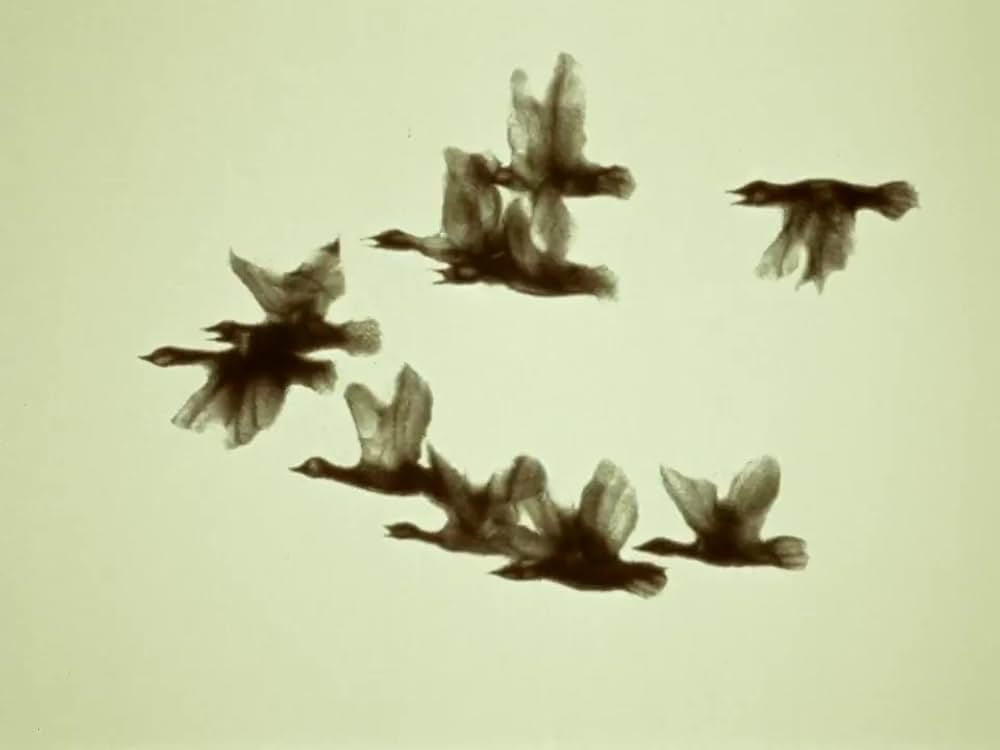 がちょうと結婚したふくろうの画像