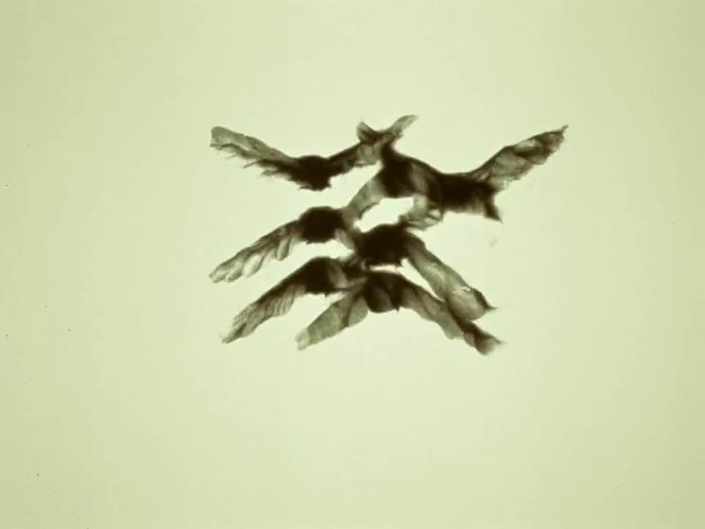 がちょうと結婚したふくろうの画像