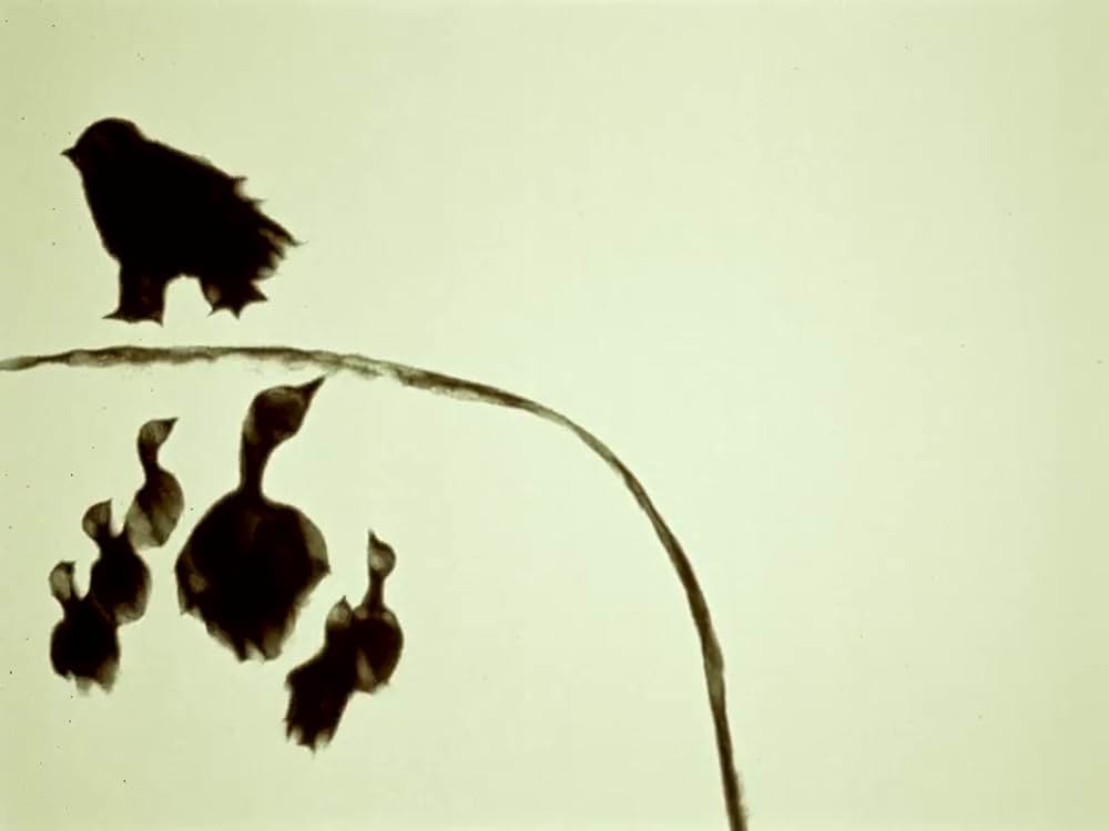 がちょうと結婚したふくろうの画像