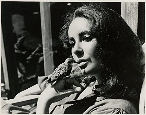 いそしぎの画像