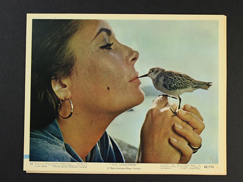 いそしぎの画像