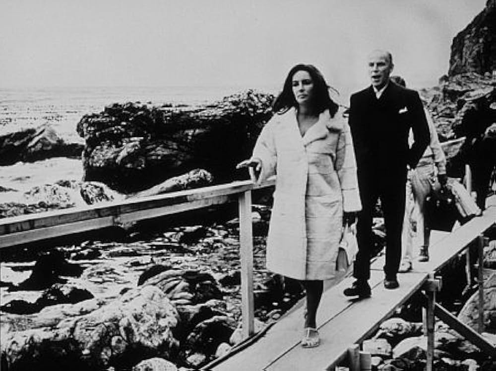 いそしぎの画像