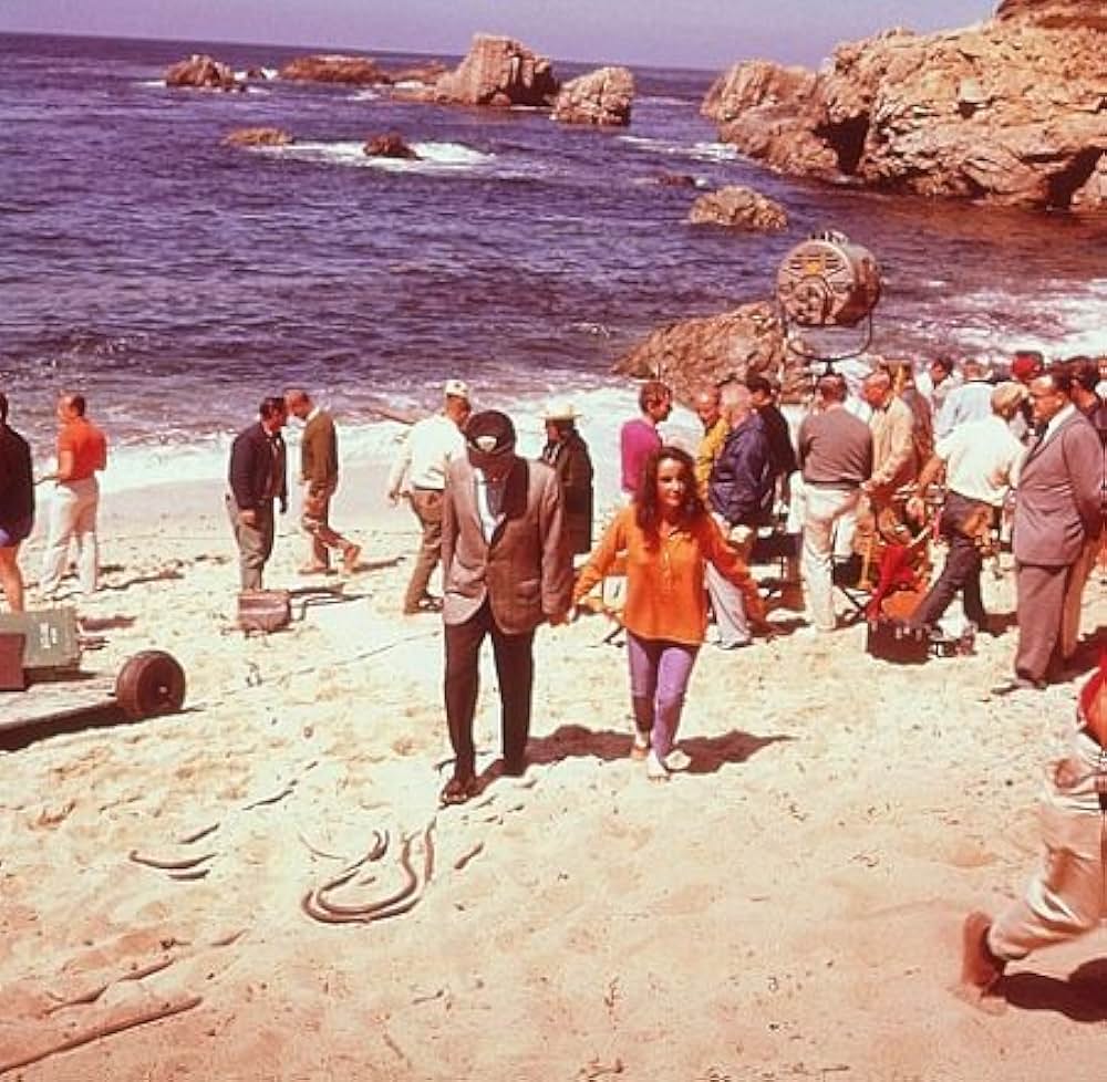 いそしぎの画像