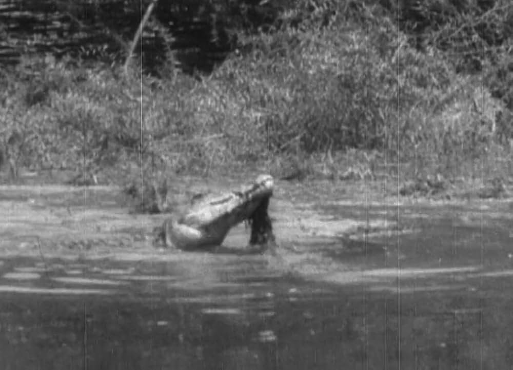 類猿人ターザンの画像