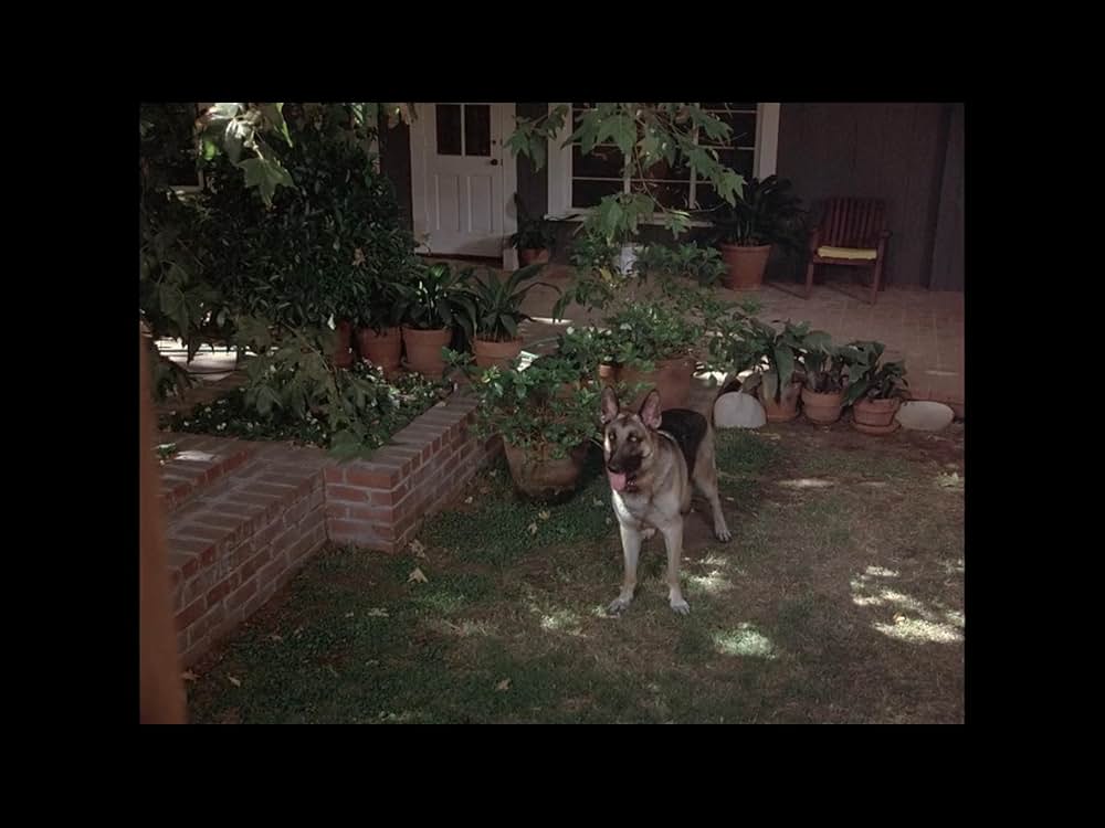 地獄の犬 地獄の使者デビル・ドッグの画像