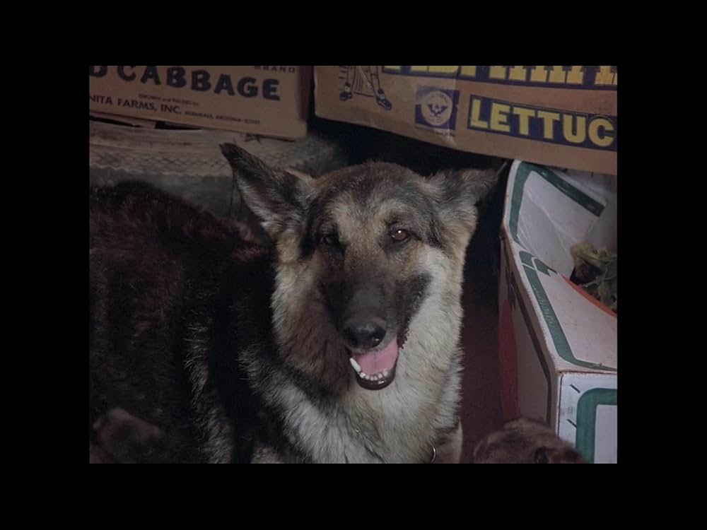 地獄の犬 地獄の使者デビル・ドッグの画像