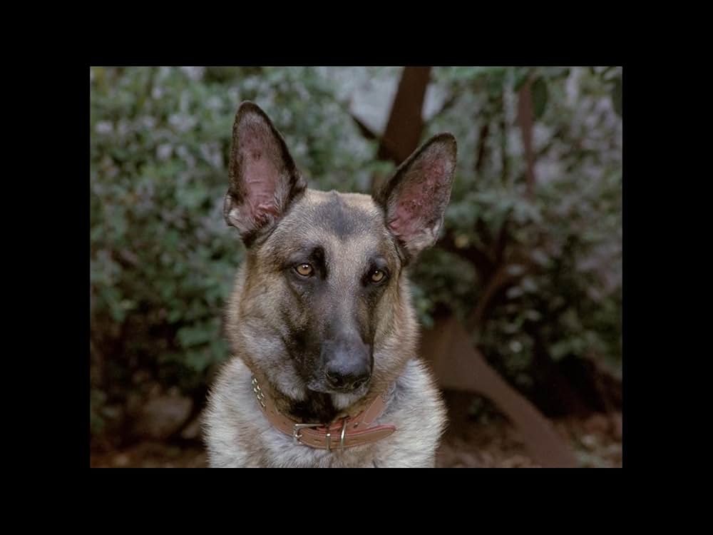 地獄の犬 地獄の使者デビル・ドッグの画像
