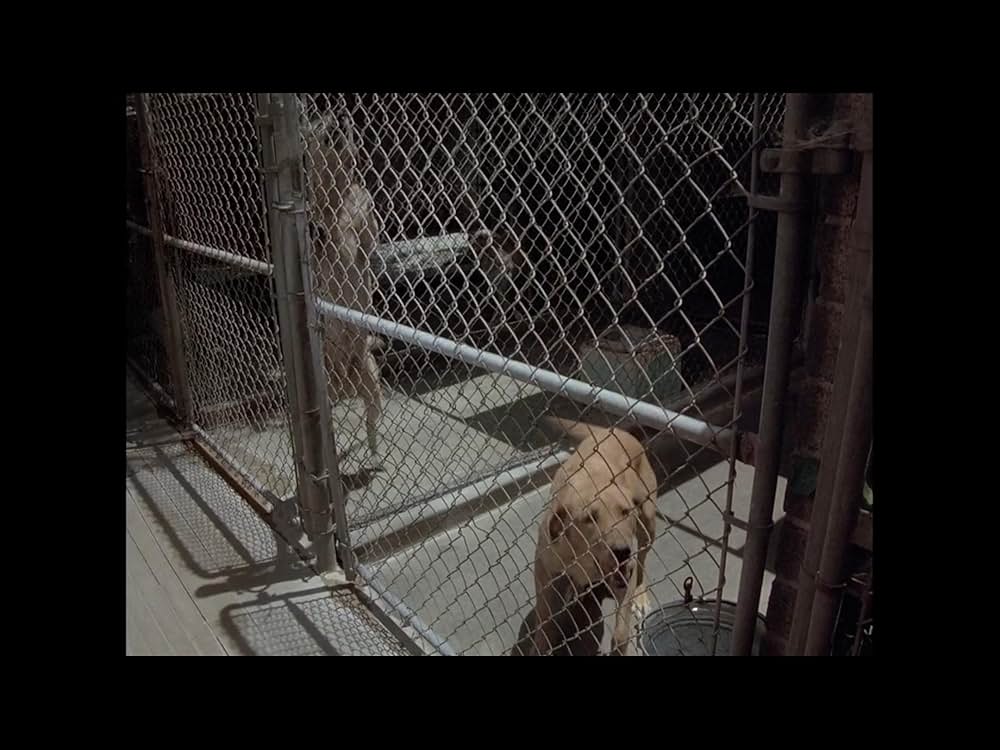 地獄の犬 地獄の使者デビル・ドッグの画像